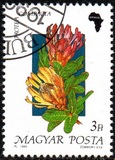 [Flowers, type ETW]