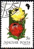 [Flowers, type ETZ]