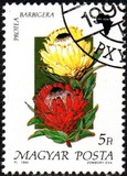 [Flowers, type ETZ]