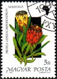 [Flowers, type EUA]