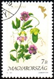 [Flowers of America, typ EVV]