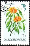 [Flowers of America, typ EVX]