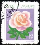 [Roses, tyyppi FZ1]