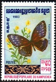 [Butterflies, प्रकार KG]