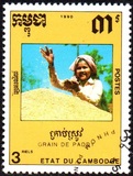 [Cultivation of Rice, тып AIN]