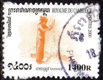 [Rice Cultivation, type BST]