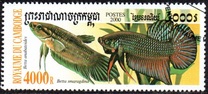 [Fighting Fish, Scrivi BTQ]