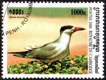 [Sea Birds, typ BTY]