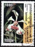 [Orchids, type BUF]