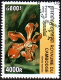 [Orchids, type BUH]