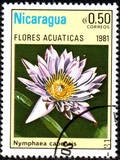 [Aquatic Flowers, type BCG]