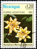 [Aquatic Flowers, type BCI]