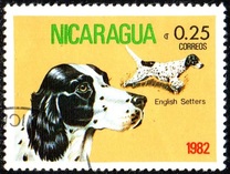 [Dog Breeds, typ BEB]
