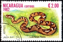 [Reptiles, tip BFM]