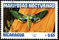 [Butterflies, тып BHB]