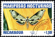[Butterflies, тып BHD]
