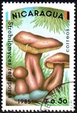 [Mushrooms, type BOB]