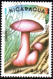[Airmail - Mushrooms, Scrivi BOD]