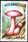 [Airmail - Mushrooms, Scrivi BOD]