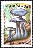 [Airmail - Mushrooms, Scrivi BOF]