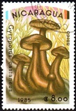 [Airmail - Mushrooms, Scrivi BOG]