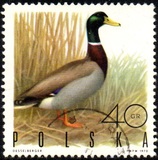 [Bird Game, 유형 BGU]