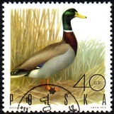 [Bird Game, 유형 BGU]