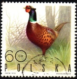 [Bird Game, 유형 BGV]