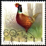 [Bird Game, 유형 BGV]