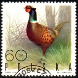 [Bird Game, 유형 BGV]