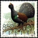 [Bird Game, type BHB]