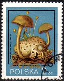 [Protected Poisonous Mushrooms, típus CHW]