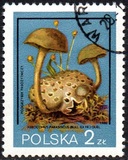 [Protected Poisonous Mushrooms, típus CHW]