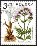 [Therapeutic Plants, tyyppi CIK]