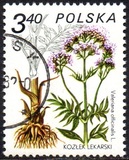 [Therapeutic Plants, tyyppi CIK]