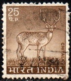 [Spotted Deer, type PE]