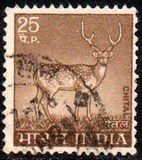 [Spotted Deer, type PE]
