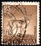 [Spotted Deer, type PE]