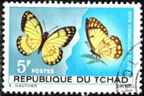 [Butterflies, jenis DL]
