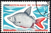 [Fish, type HP]