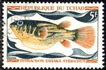 [Fish, type HQ]