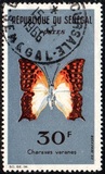 [Butterflies, 類型 CY]