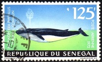 [Airmail - Marine Life, סוג MC]