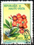 [Flowers, տեսակ BH]