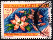 [Flowers, տեսակ BI]