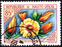 [Flowers, type BO]