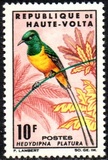 [Birds, tegund CI]