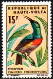 [Birds, tegund CJ]