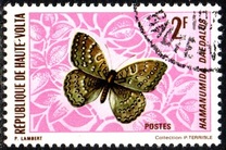 [Butterflies, type IZ]