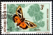 [Butterflies, type JA]